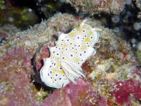 Chromodoris geminus from the southern red sea by David Thompson 
